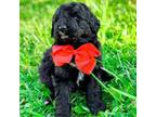 Goldendoodle Puppy for sale in Statesville, NC, USA