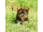 Yorkshire Terrier Puppy for sale in Royalton, KY, USA