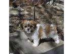 Zuchon Puppy for sale in Bristol, IN, USA