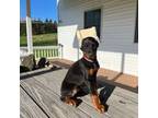 Doberman Pinscher Puppy for sale in Greenwich, NY, USA