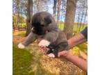 Akita Puppy for sale in Monroe, NC, USA
