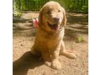 Golden Retriever Puppy for sale in Rockville, MD, USA