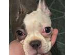 Boston Terrier Puppy for sale in Mexico, MO, USA