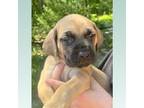 Great Dane Puppy for sale in Crestview, FL, USA