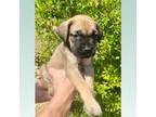 Great Dane Puppy for sale in Crestview, FL, USA