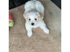 Maltese Puppy for sale in Pflugerville, TX, USA