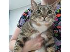 Sugar, Domestic Shorthair For Adoption In Indianapolis, Indiana