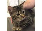 Faith, Domestic Shorthair For Adoption In Indianapolis, Indiana