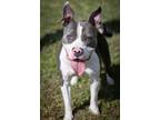 Mercedes, American Pit Bull Terrier For Adoption In Mount Holly, New Jersey