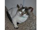 Fuschia, Domestic Shorthair For Adoption In Youngtown, Arizona