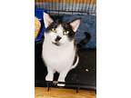 Phila, Domestic Shorthair For Adoption In Smithers, British Columbia