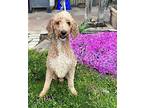 Likeable Levi, Golden Retriever For Adoption In Sussex, New Jersey