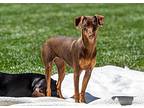 Raya, Miniature Pinscher For Adoption In Sacramento, California