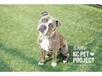 Baby, American Pit Bull Terrier For Adoption In Kansas City, Missouri