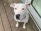 Skye, American Pit Bull Terrier For Adoption In Kansas City, Missouri
