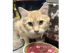 Dewey, Domestic Mediumhair For Adoption In Redding, California