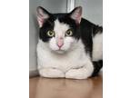 Cannoli, Domestic Shorthair For Adoption In Philadelphia, Pennsylvania