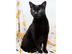 Jake, Domestic Shorthair For Adoption In Tierra Verde, Florida