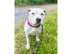 Tia, American Pit Bull Terrier For Adoption In Philadelphia, Pennsylvania