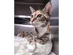 Moana, Domestic Shorthair For Adoption In Albemarle, North Carolina