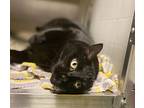 Bubba, Domestic Shorthair For Adoption In Raleigh, North Carolina