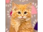Mildred, Domestic Longhair For Adoption In Tyler, Texas