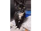 Kenner, Domestic Shorthair For Adoption In Albemarle, North Carolina