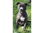 Rave, American Pit Bull Terrier For Adoption In Minden, Louisiana