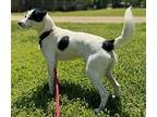 Digby, Jack Russell Terrier For Adoption In Locust Fork, Alabama