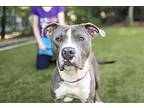 Cash, American Staffordshire Terrier For Adoption In Raleigh, North Carolina