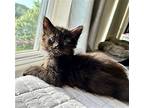 Kiki, Domestic Longhair For Adoption In Fairfax, Virginia