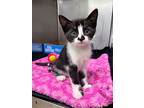 Triceratops, Domestic Shorthair For Adoption In Fort Myers, Florida