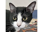 Sammy, Domestic Shorthair For Adoption In Roseville, California