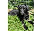 Hobo, Labrador Retriever For Adoption In East Hartford, Connecticut