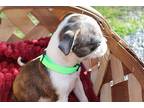 Milo Otis Nc4051, Boston Terrier For Adoption In Maryville, Tennessee