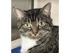 Nala, Domestic Shorthair For Adoption In Venice, Florida