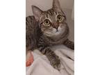 Tawny, Domestic Shorthair For Adoption In Wheaton, Illinois