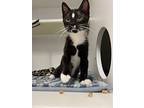 Rue, Domestic Shorthair For Adoption In Neosho, Missouri