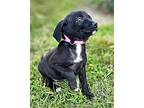 Puppy Lil Darlin, Labrador Retriever For Adoption In Salem, New Hampshire
