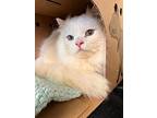 Snow Bell, Domestic Longhair For Adoption In Campbell River, British Columbia