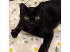 Fancy, Domestic Shorthair For Adoption In Encinitas, California