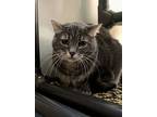 Twilight Princess, Domestic Shorthair For Adoption In Santa Rosa, California