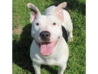 Oreo, Bull Terrier For Adoption In San Marcos, Texas