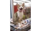 June Bug, Abyssinian For Adoption In Parlier, California
