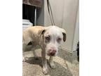 Pinto*, American Pit Bull Terrier For Adoption In Pomona, California