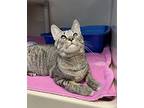 Starr, Domestic Shorthair For Adoption In Oakland, New Jersey