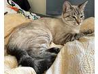 Meghan's Nala, Siamese For Adoption In Los Lunas, New Mexico
