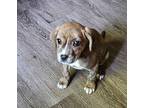 Schnuffles, Jack Russell Terrier For Adoption In Ola, Arkansas