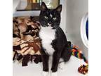 Ambrose, Domestic Shorthair For Adoption In Marshfield, Wisconsin