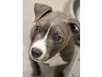 Neville, American Pit Bull Terrier For Adoption In San Francisco, California
